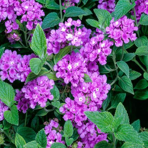 Lantana Montevidensis Purple, Trailing lantana