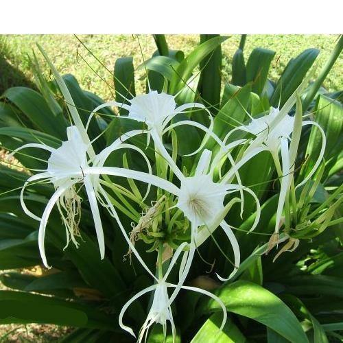 Spider Lily, Hymenocallis Littoralis, Lilly