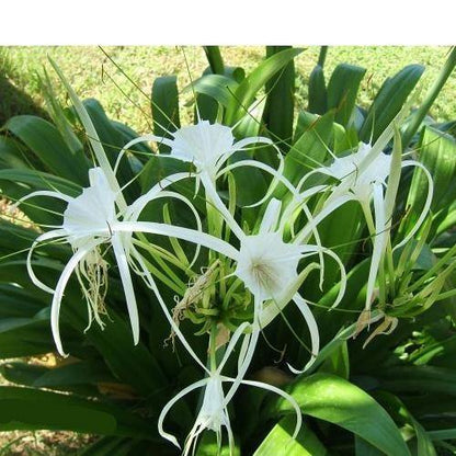 Spider Lily, Hymenocallis Littoralis, Lilly