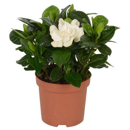 Gardenia Jasminoides, Cape Jasmine, Outdoor