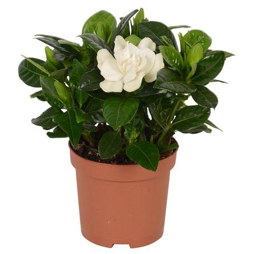 Gardenia Jasminoides, Cape Jasmine, Outdoor