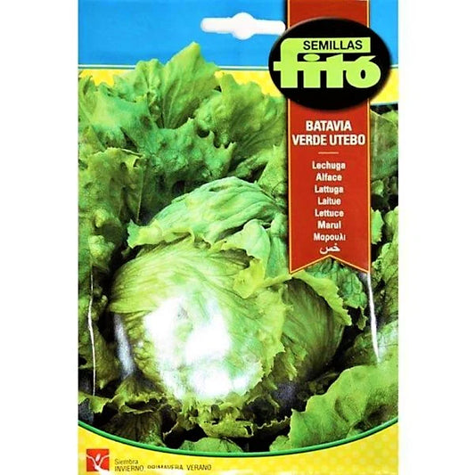 Lettuce Webbs Wonderful Seeds