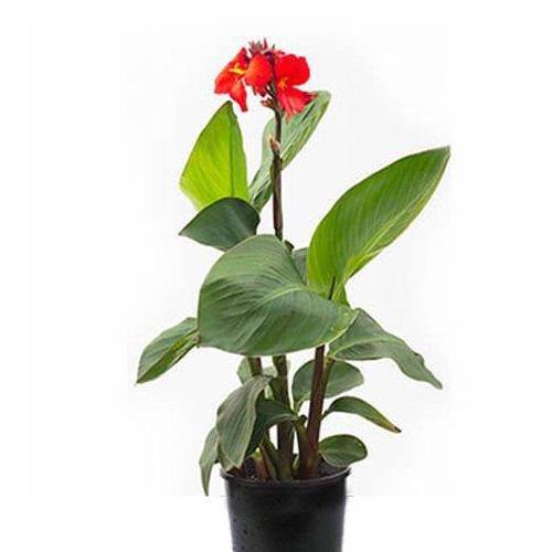 Canna Indica, Purpurea