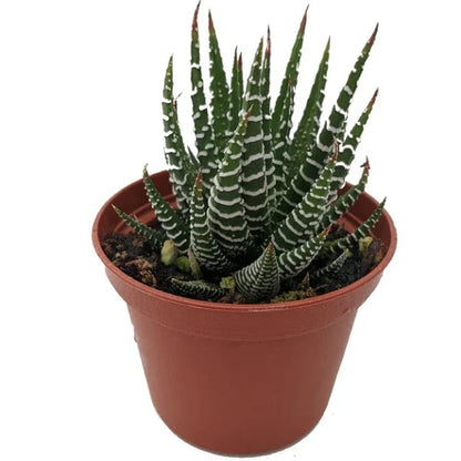 Zebra Cactus, Haworthia Fasciata Concolor 10 - 15cm