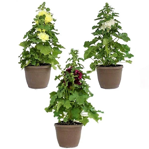 Hollyhocks Flower Plant, Alcea