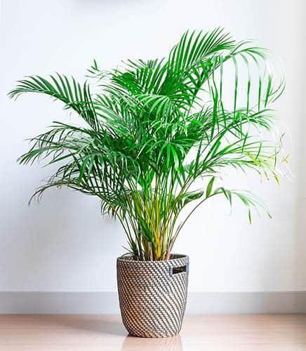 Areca Palm, Chrysalidocarpus lutescens (Indoor)