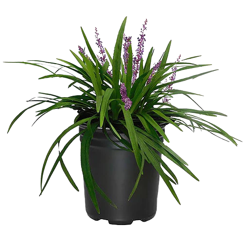 Liriope Muscari, Lilyturf