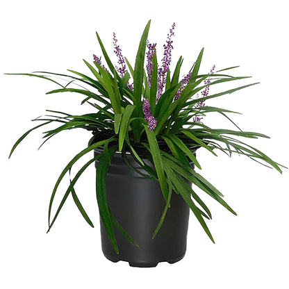 Liriope Muscari, Lilyturf