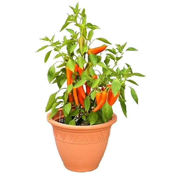 Hot Chili Plant