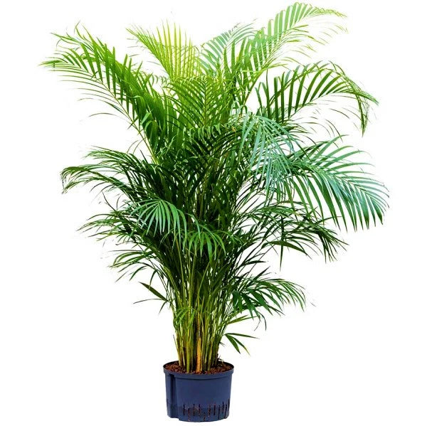 Areca Palm, Chrysalidocarpus lutescens (Indoor)