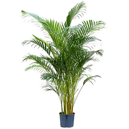 Areca Palm, Chrysalidocarpus lutescens (Indoor)
