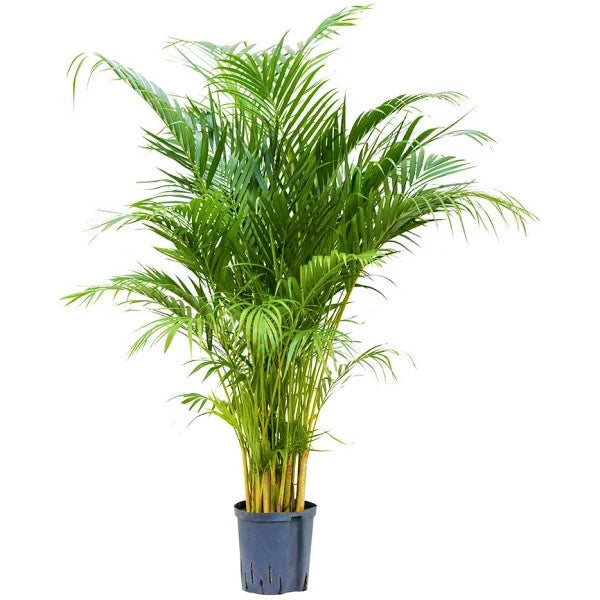 Areca Palm, Chrysalidocarpus lutescens (Indoor)