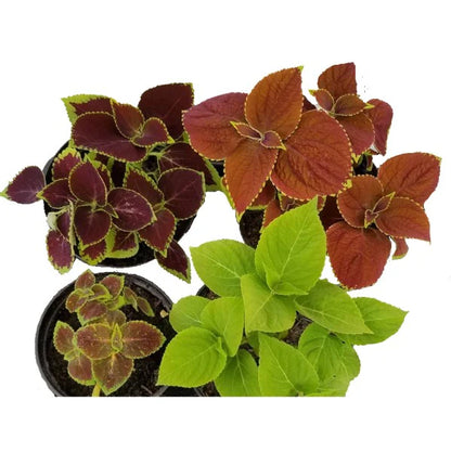 Coleus Mix per piece (small)
