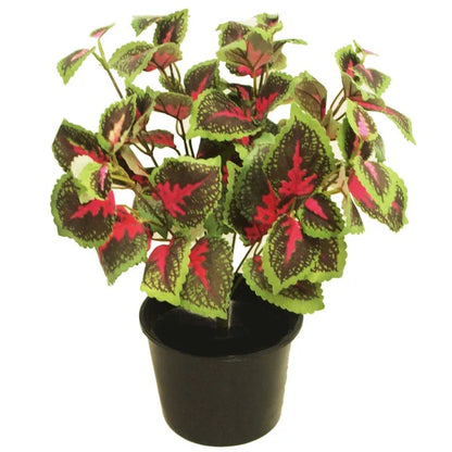 Coleus Mix per piece (small)