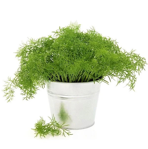 Dill Plant, Anethum Graveolens