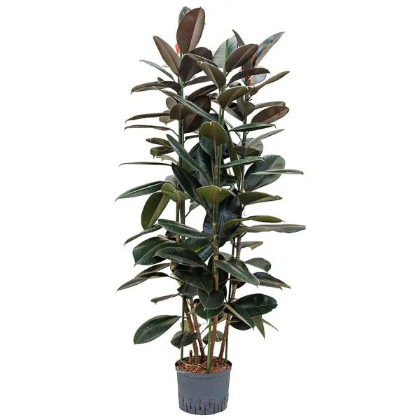 Ficus elastic Abidjan, Rubber Plant