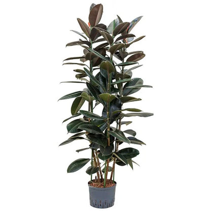 Ficus elastic Abidjan, Rubber Plant