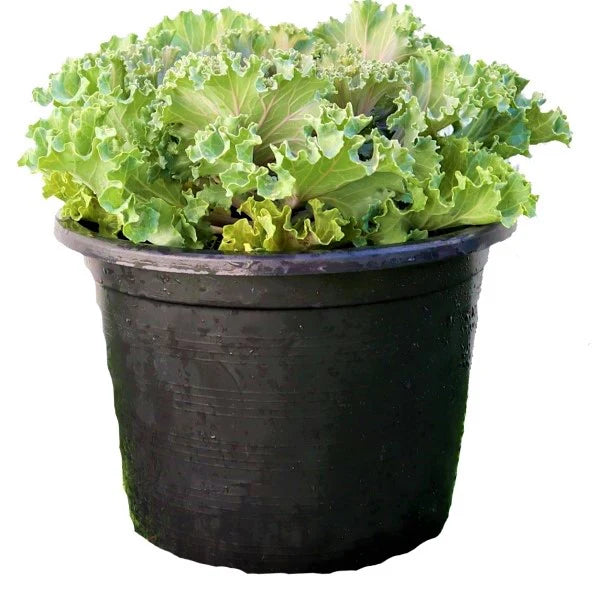 Ornamental Kale, Brassica Oleracea