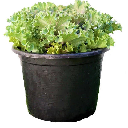 Ornamental Kale, Brassica Oleracea