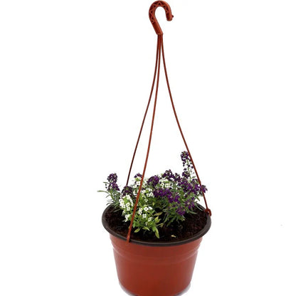 Alyssum, Alisons (small)