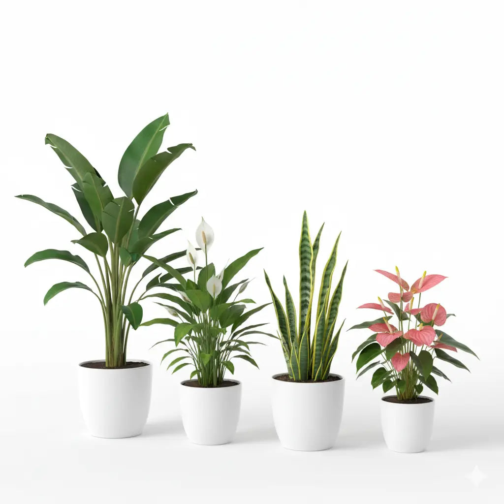 Indoor 4 plants Bundle in ceramic pots wow deal