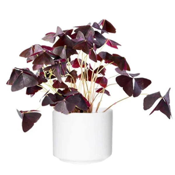 Oxalis Triangularis, Love Plant, Purple Shamrock