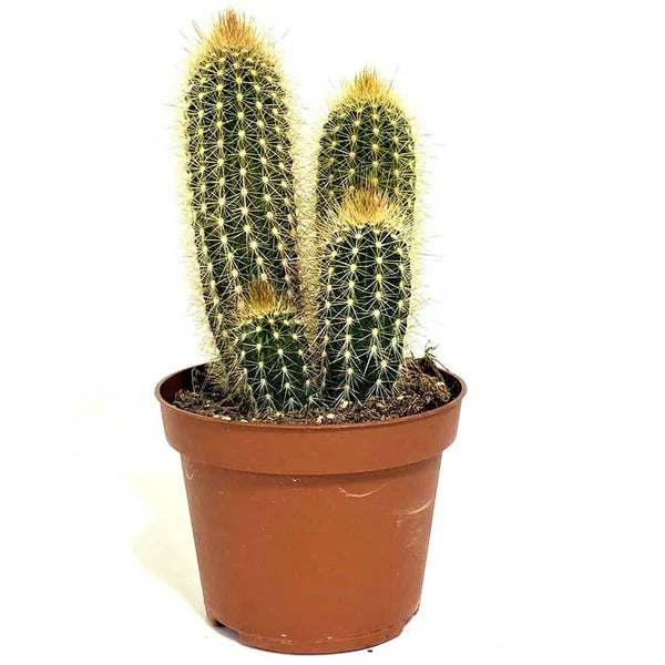 Pachy Cactus