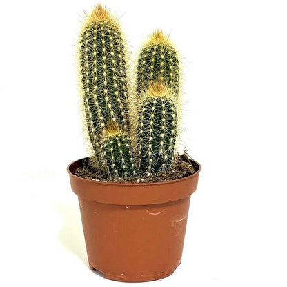 Pachy Cactus