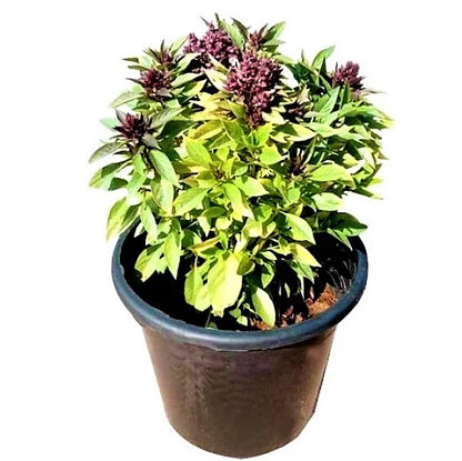 Rehan Herb, Persian Basil, Ocimum Basilicum