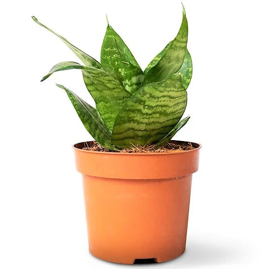 Birds Nest Snake, hahnii, Sansevieria Trifasciata Hahnii