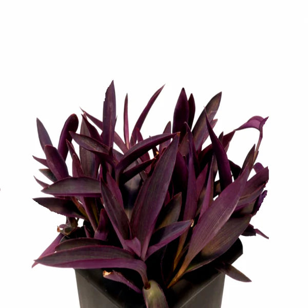 Setcreasea Purpurea, Purple Heart (small)