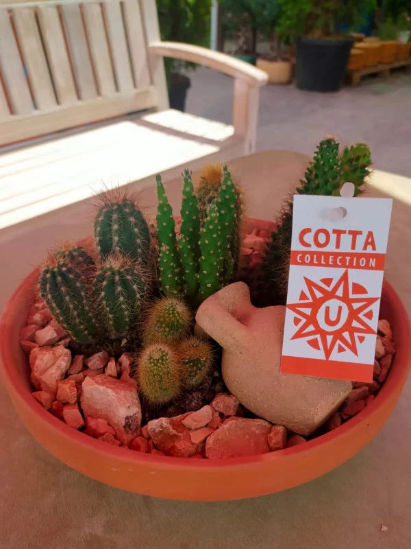 Cactus Outdoor