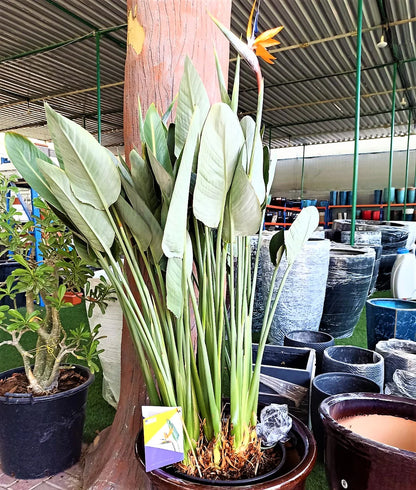 Bird of Paradise, Strelitzia Reginae, outdoor