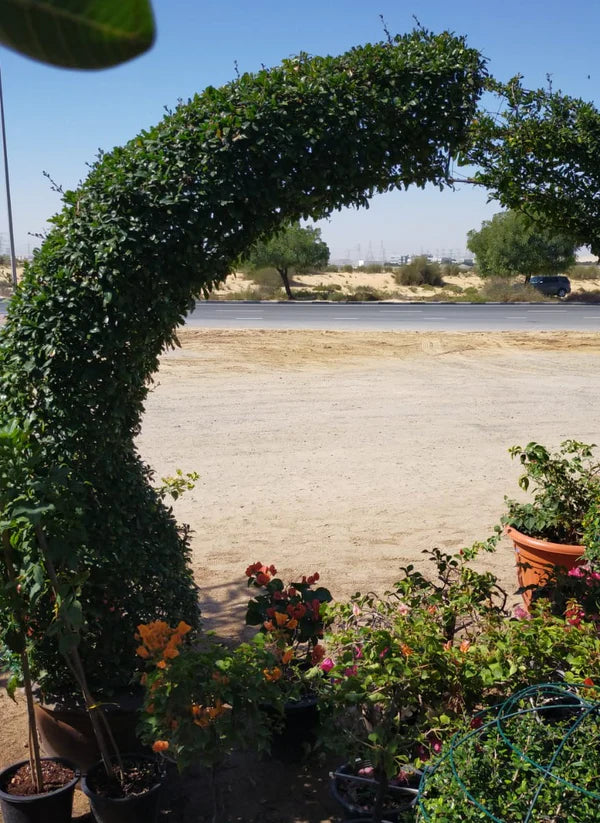 Ehretia Big (Different Shapes)