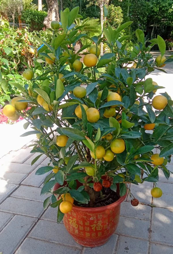 Citrus Microcarpa, Calamansi Citrus