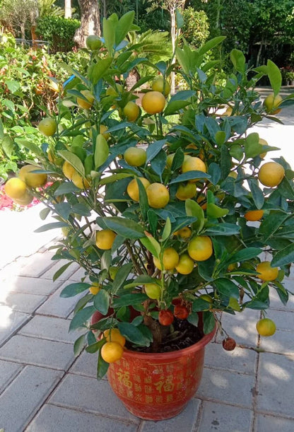 Citrus Microcarpa, Calamansi Citrus