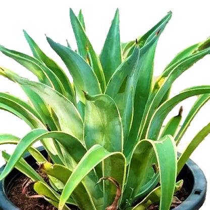 Agave Attenuata, Spineless Century Plant