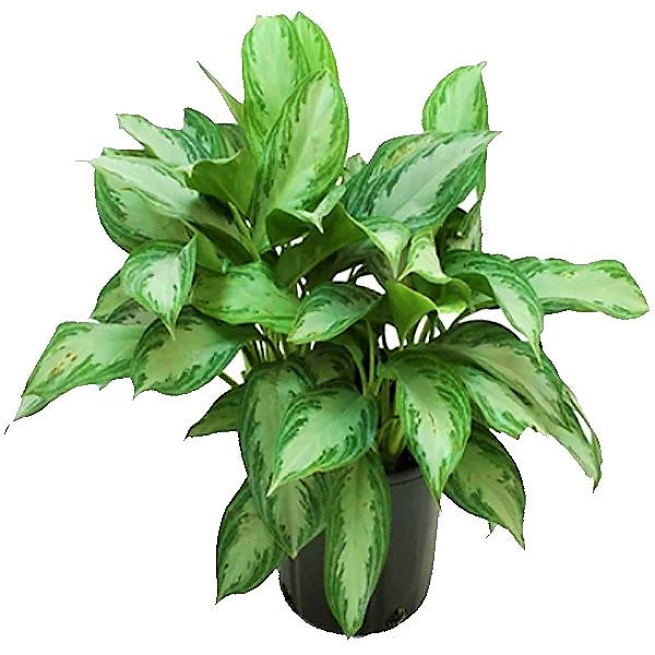 Aglaonema Silver Queen, Chinese Evergreen Plant