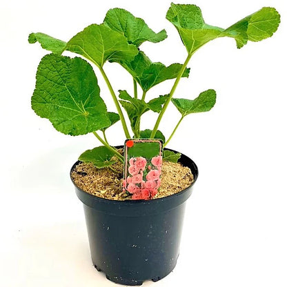 Hollyhocks Flower Plant, Alcea