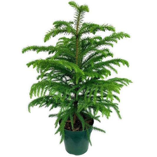 Araucaria heterophylla, Norfolk Island Pine, Indoor
