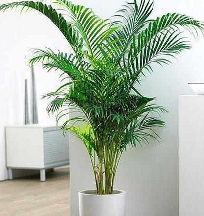 Areca Palm, Chrysalidocarpus lutescens (Indoor)