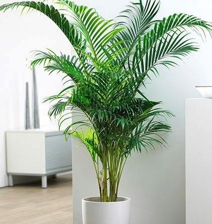 Areca Palm, Chrysalidocarpus lutescens (Indoor)