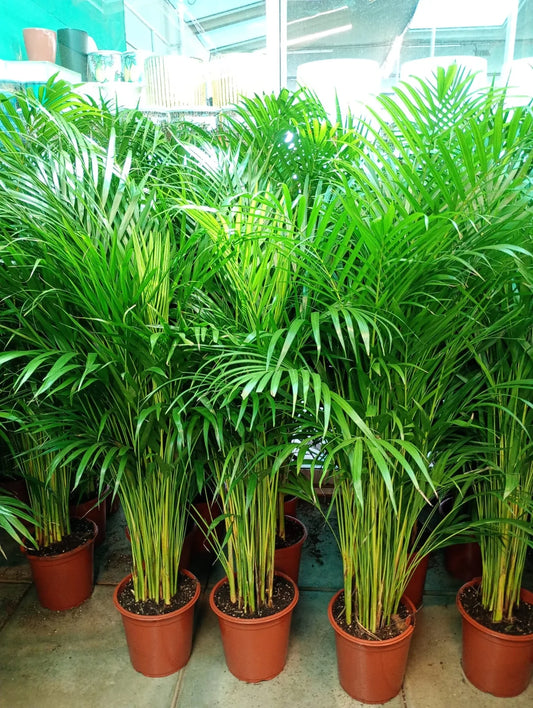 Set of 3 Areca Palms ( 100cm–120cm) in Ceramic Pot