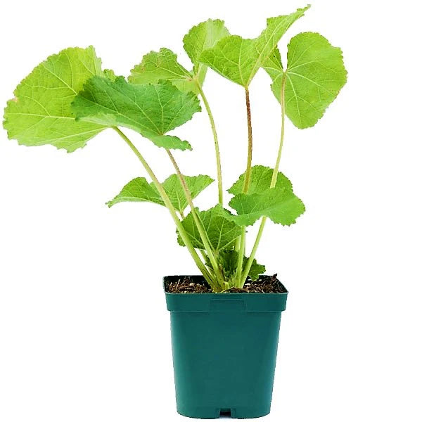 Hollyhocks Flower Plant, Alcea