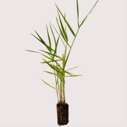 Phragmites Australis, Common Reed