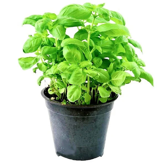 Ocimum Basilicum, Sweet Basil, Sweet Genovese