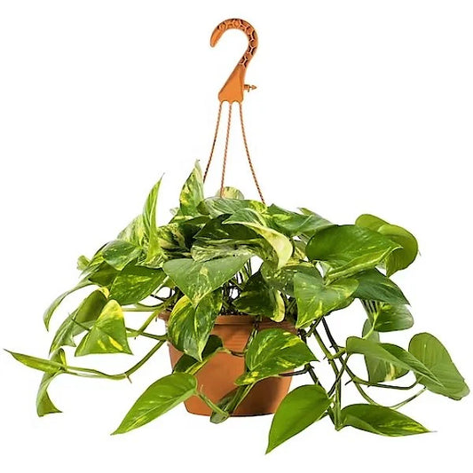 Money Plant, Epipremnum Aureum, Hanging