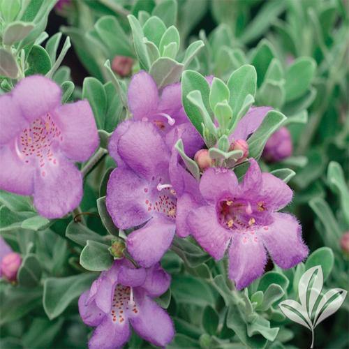 Leucophyllum Frutescens, Texas Sage