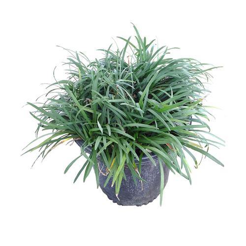Dwarf Lilyturf, Ophiopogon Jaburan