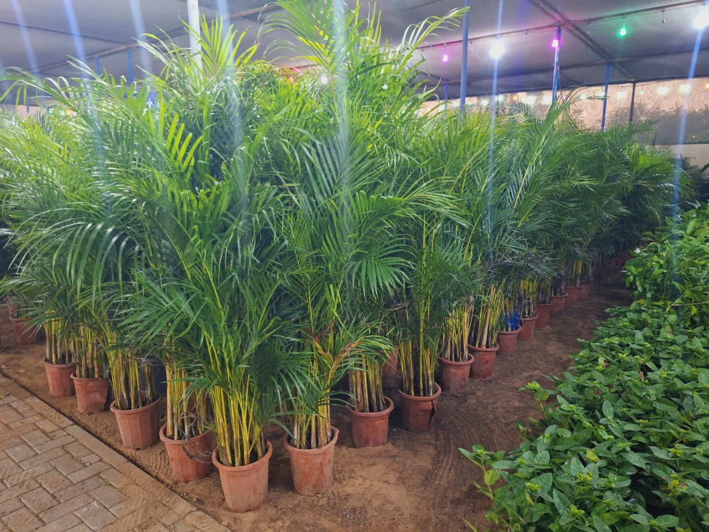 Set of 3 Areca Palms ( 100cm–120cm) in Ceramic Pot